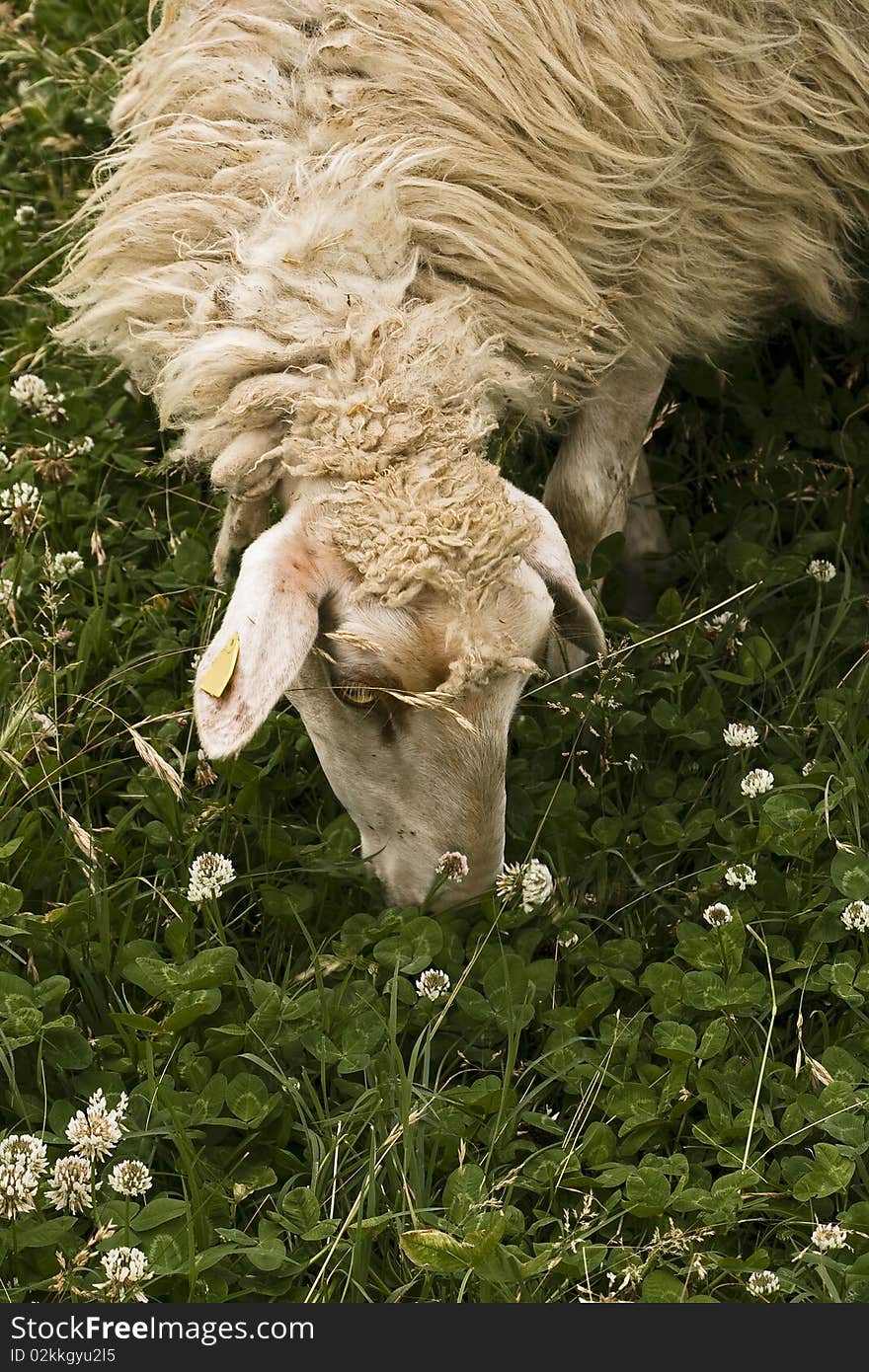 A wild sheep grazing grass (IT)