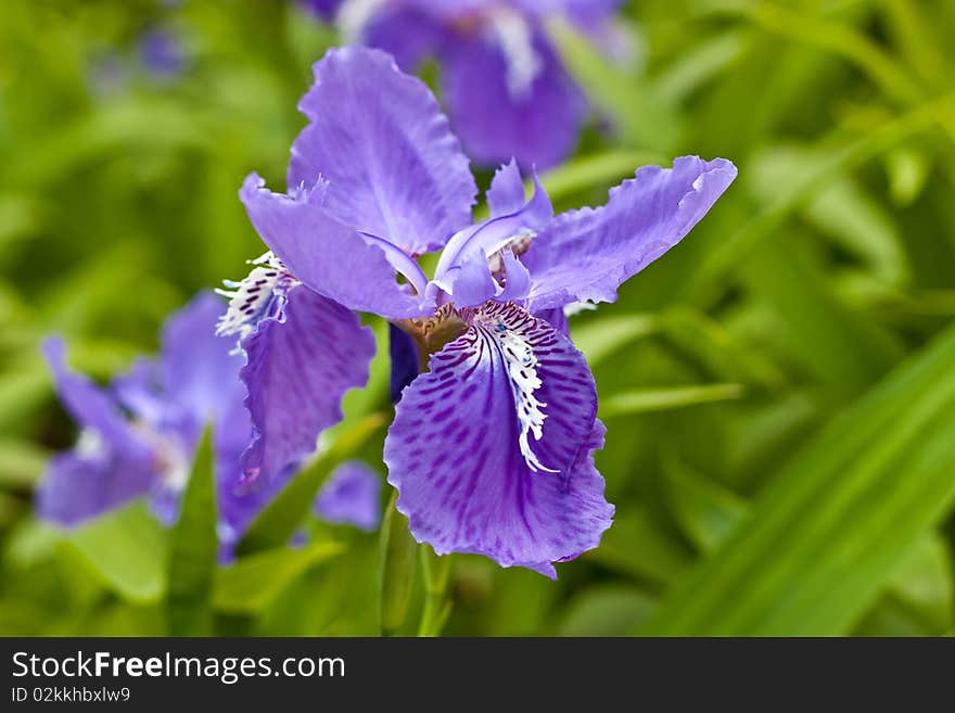 Park flower garden, quietly beautiful purple iris open;