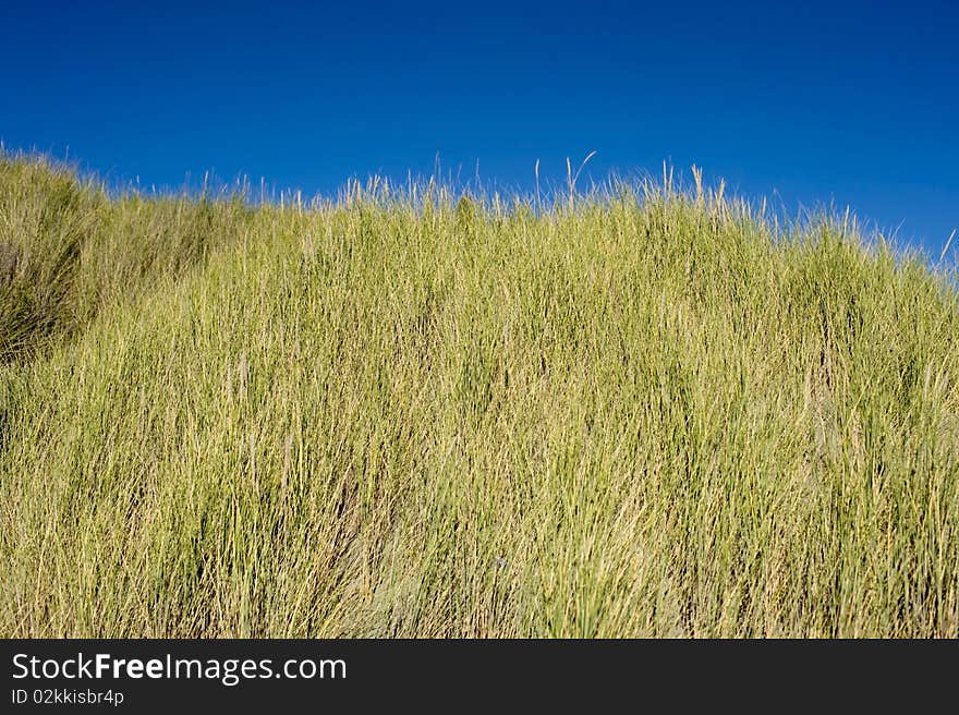 Tussock Grass