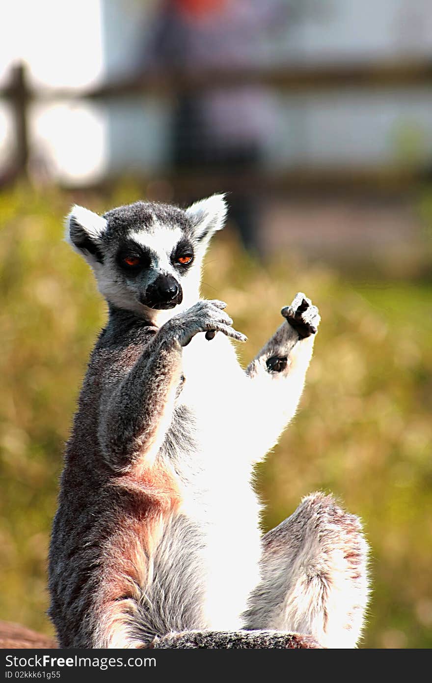 Funny lemur enjoying sunny day. Funny lemur enjoying sunny day