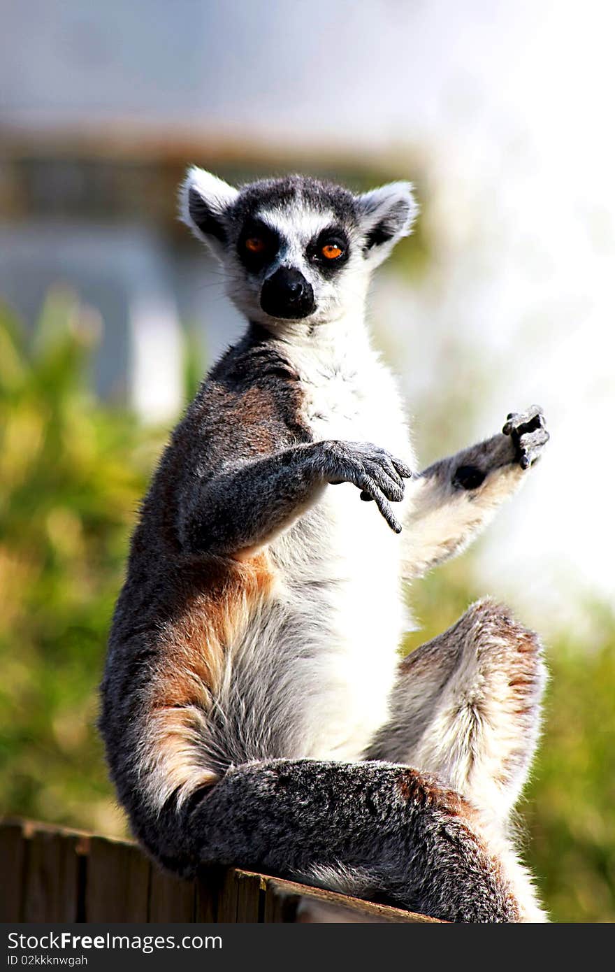 One lemur enjoying sunny day. One lemur enjoying sunny day