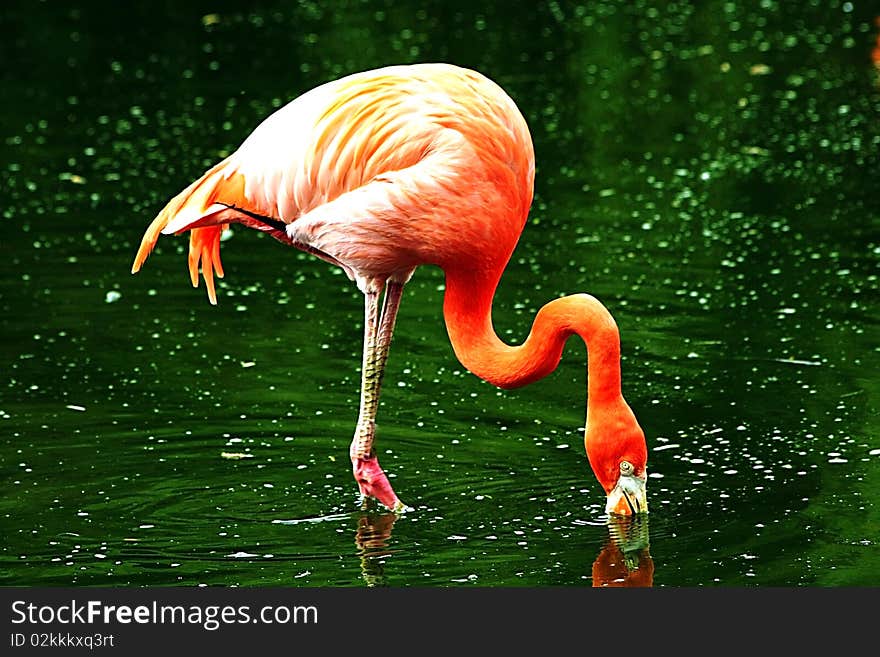 Nice bird in green water. Nice bird in green water