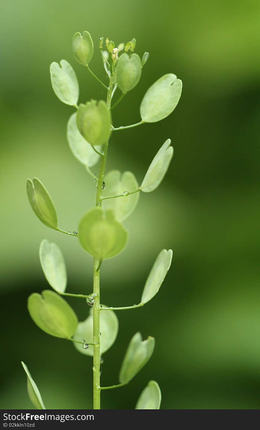 Green leafy wildflower, oval leaves, raindrops on stem