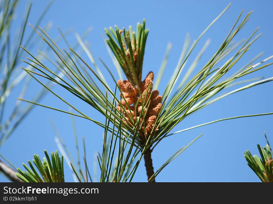 New pine cone grows on branch against blue sky. New pine cone grows on branch against blue sky