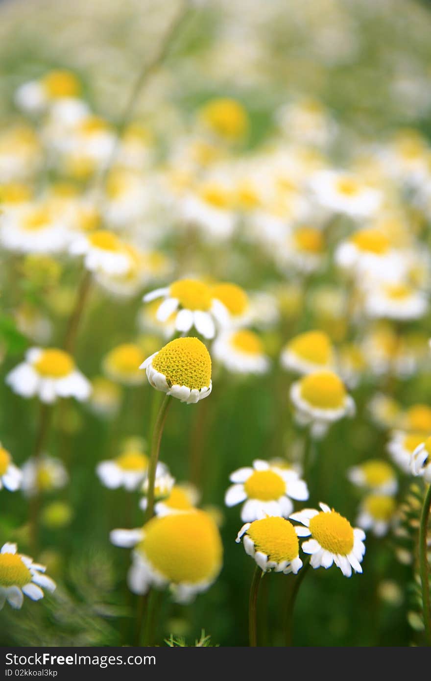 Daisy background