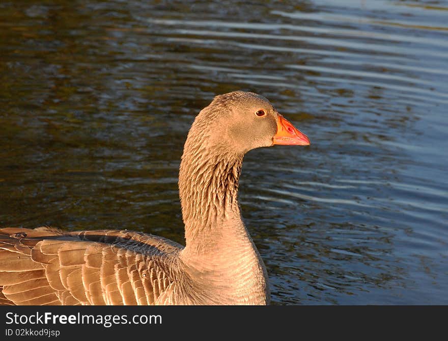 Greylag goose in the water