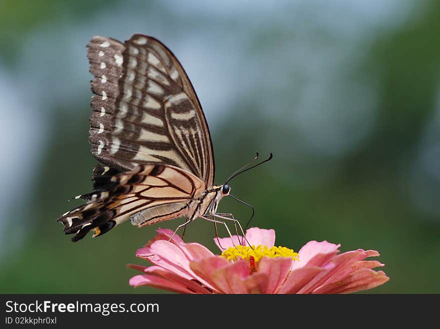 a Butterfly on the red flower.