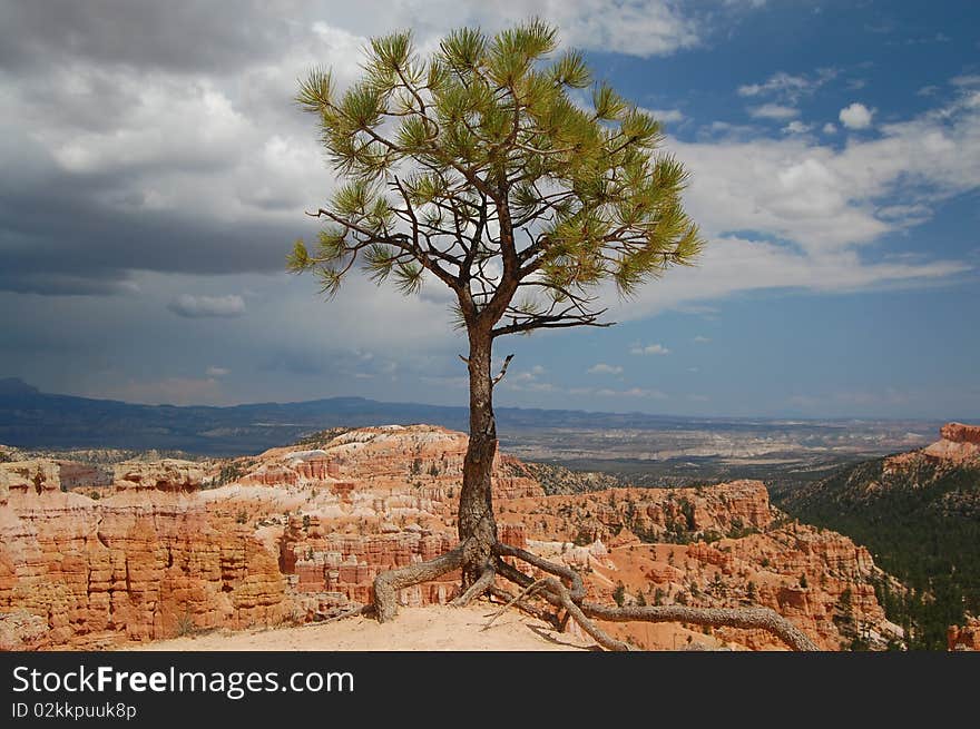 Tree on the edge of a cliff at Bryce Canyon, Utah. Tree on the edge of a cliff at Bryce Canyon, Utah