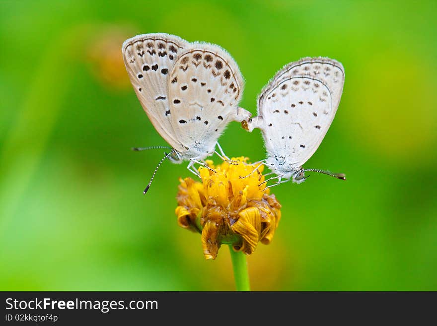 The copulating butterflys on the emarcid chrysanthemum flower.