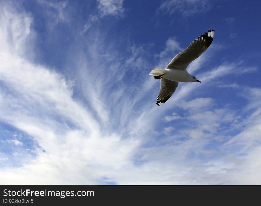 Seagull against bright blue sky. Seagull against bright blue sky