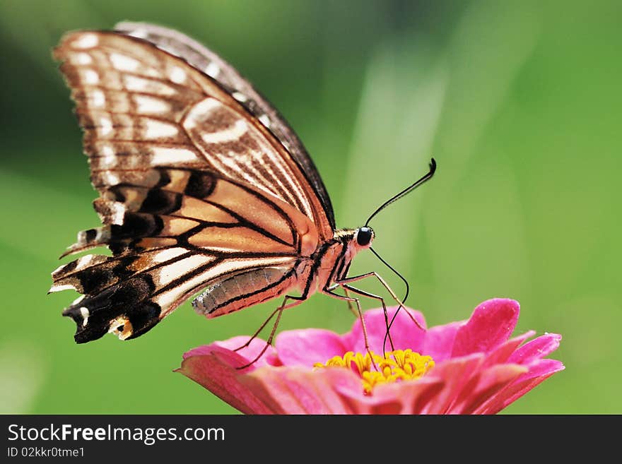 A butterfly on the red flower