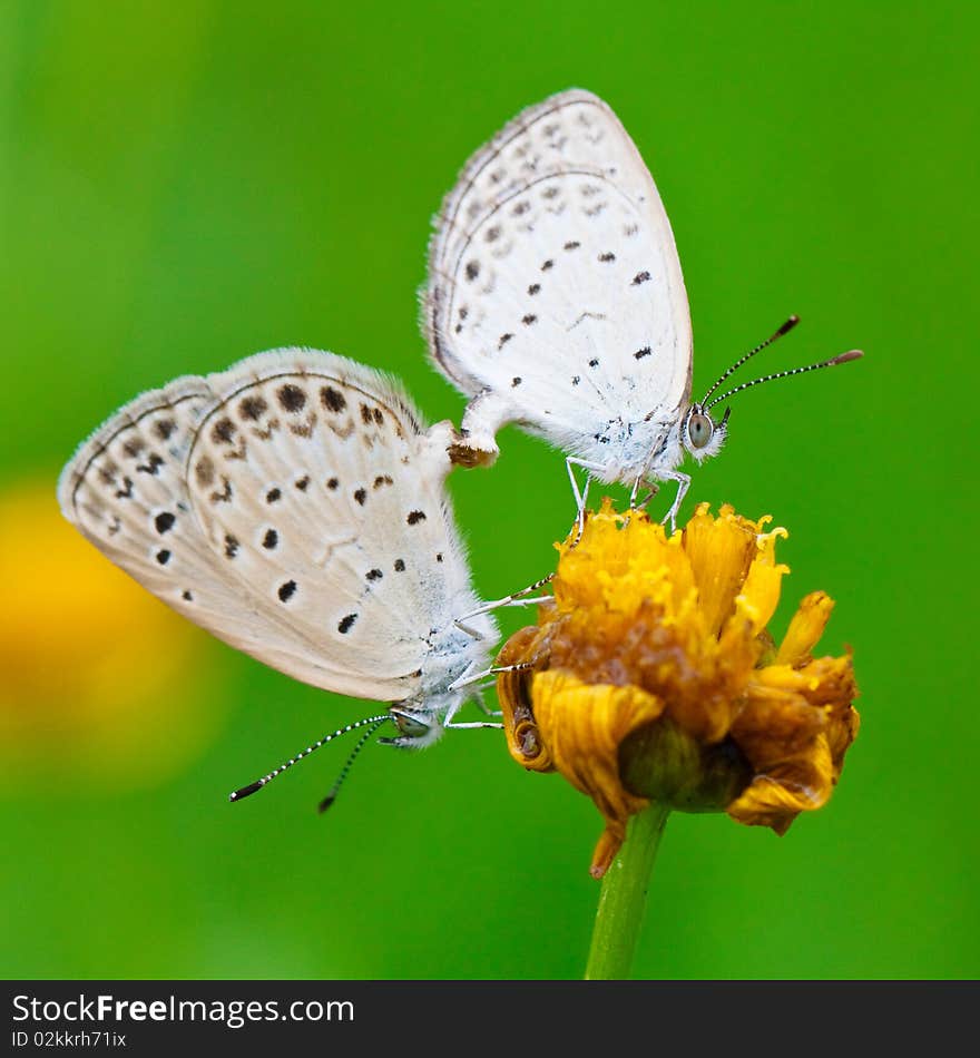 The copulating butterflys on the emarcid chrysanthemum flower.