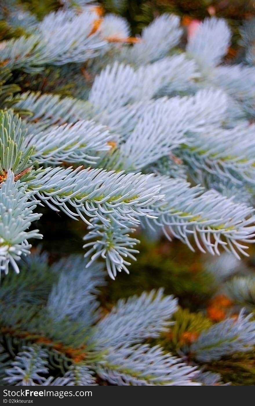 Blue Spruce Detail