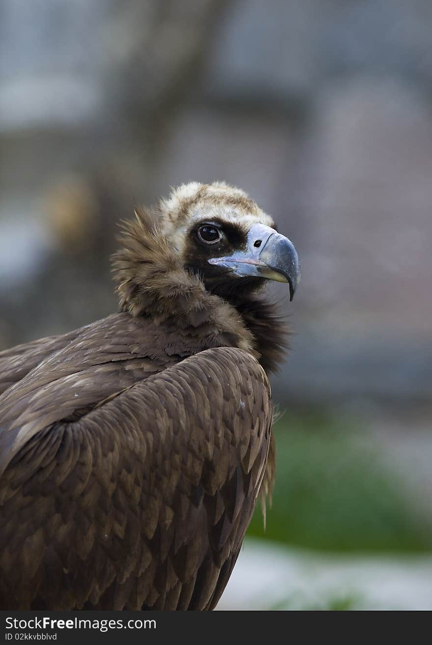 Black vulture close up