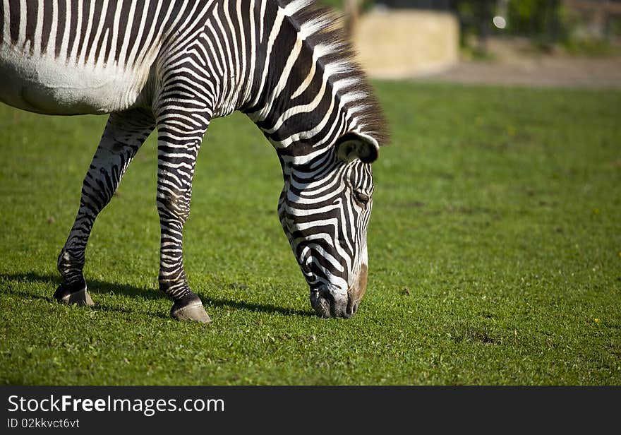 Zebra walk on grass in zoo park