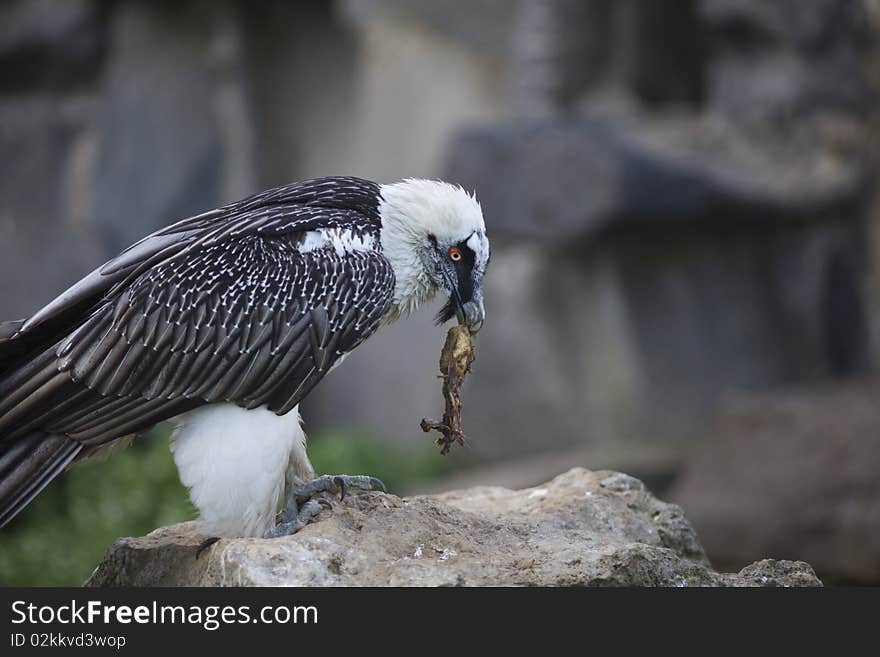 Lammergeier - Bearded Vulture take a meat at rock background