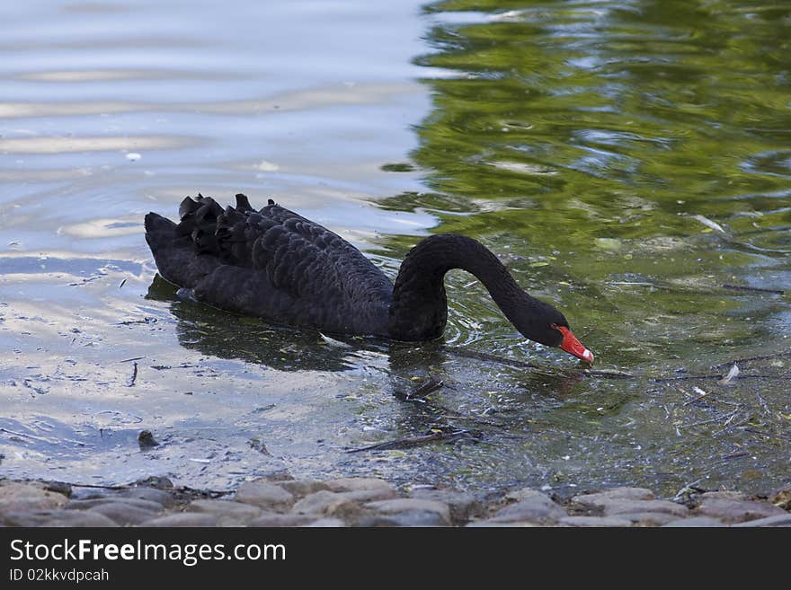 Black swan swim in dirty water. Black swan swim in dirty water