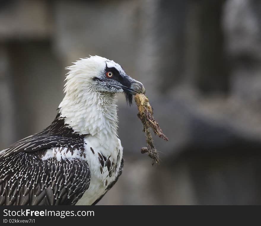 Lammergeier - Bearded Vulture take a meat at rock background