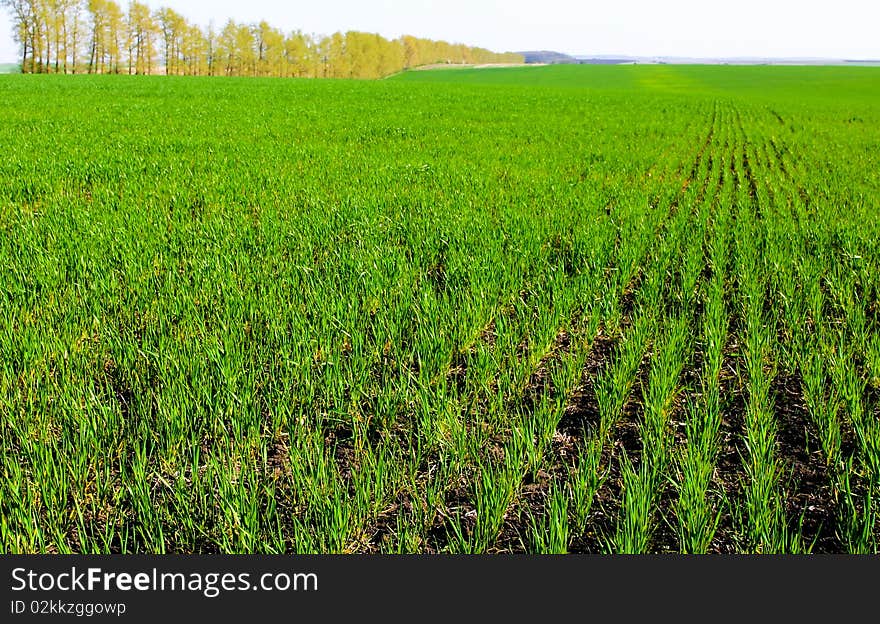 An image of a green field with young growth