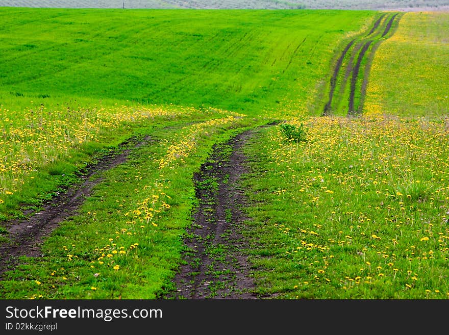 An image of a green field with dandelions