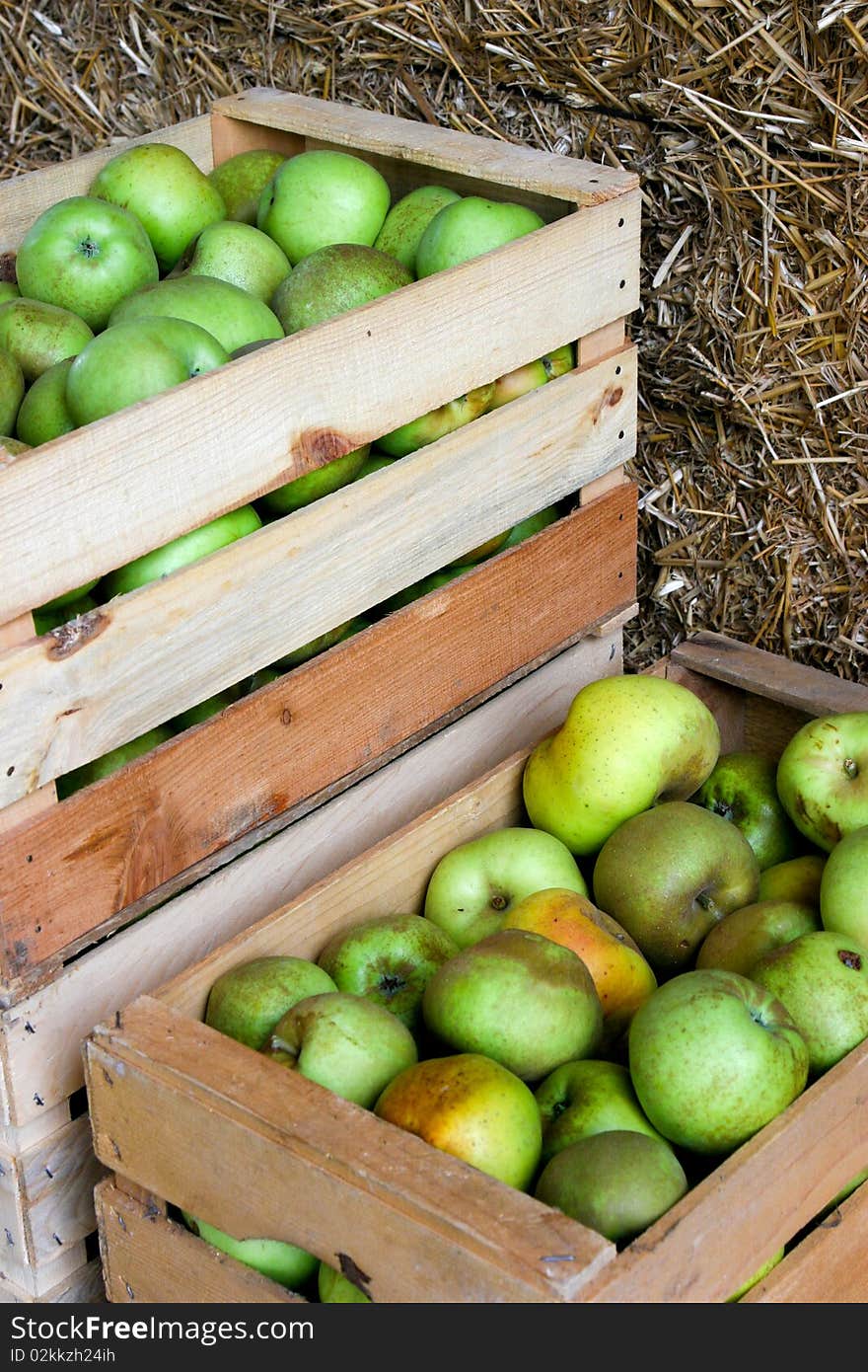 An image of a crop of green apples