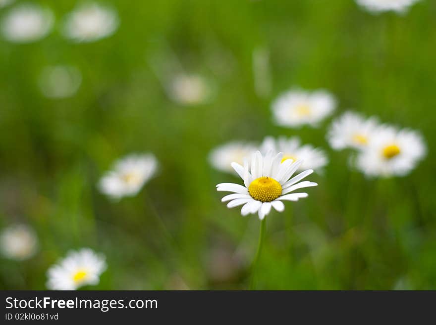 An image of fresh bright spring daisies