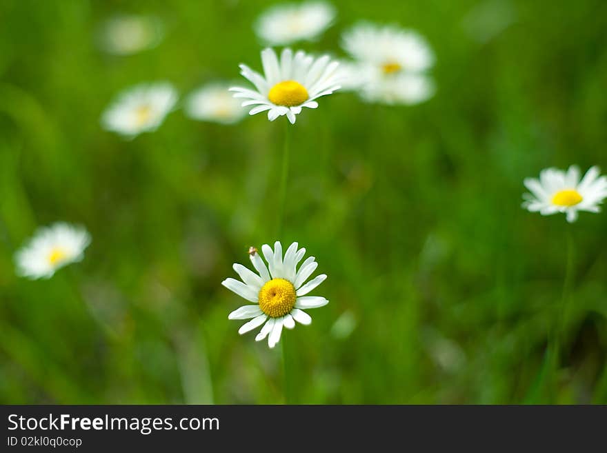 An image of fresh bright spring daisies