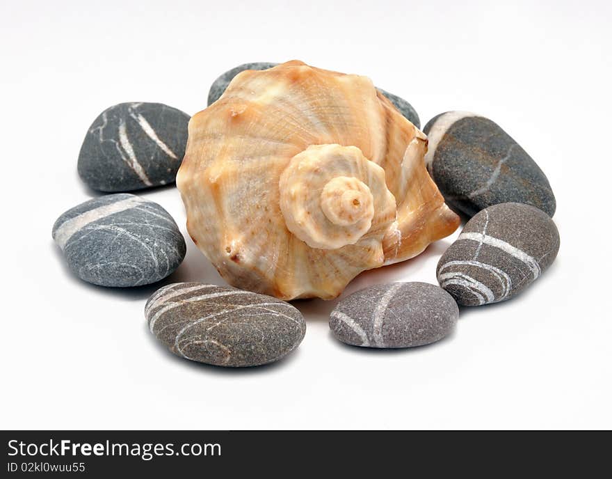 Picture of marine cockleshell and stone on a white background