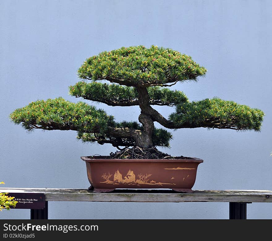 Bonsai Of Pine