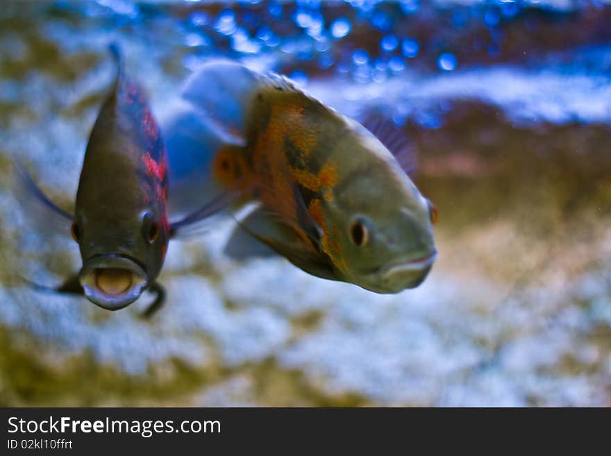 Aquarium fish