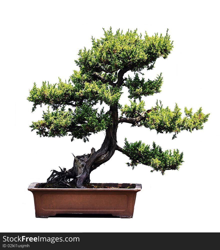 Bonsai Of Pine