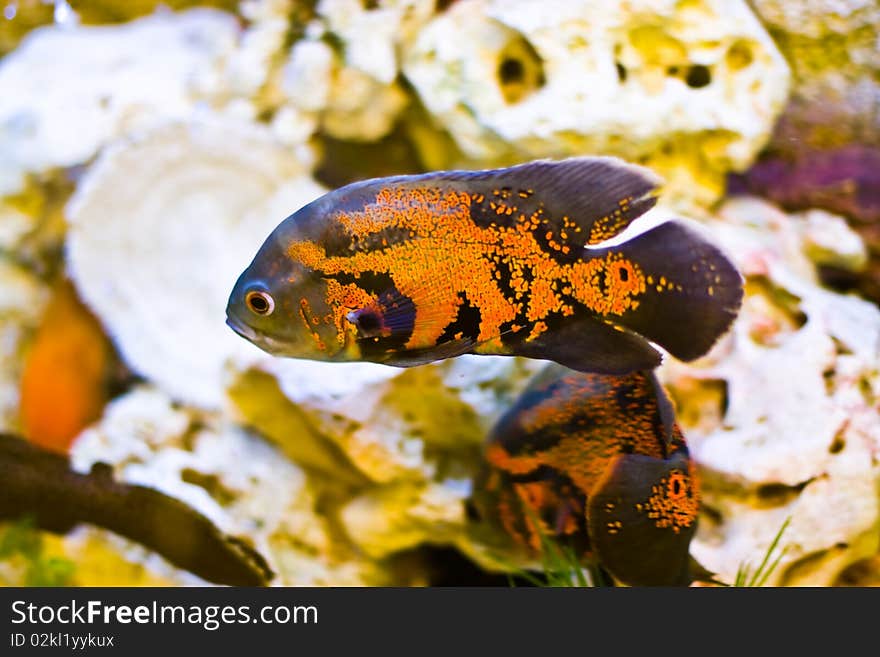 Aquarium orange fish