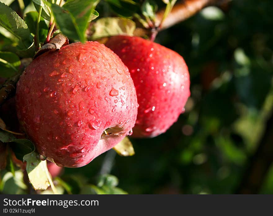 An image of juicy wet red apples on the tree. An image of juicy wet red apples on the tree