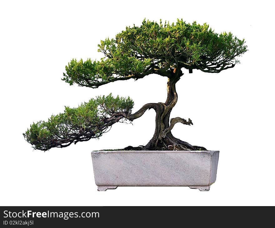 A bonsai of pine in pot