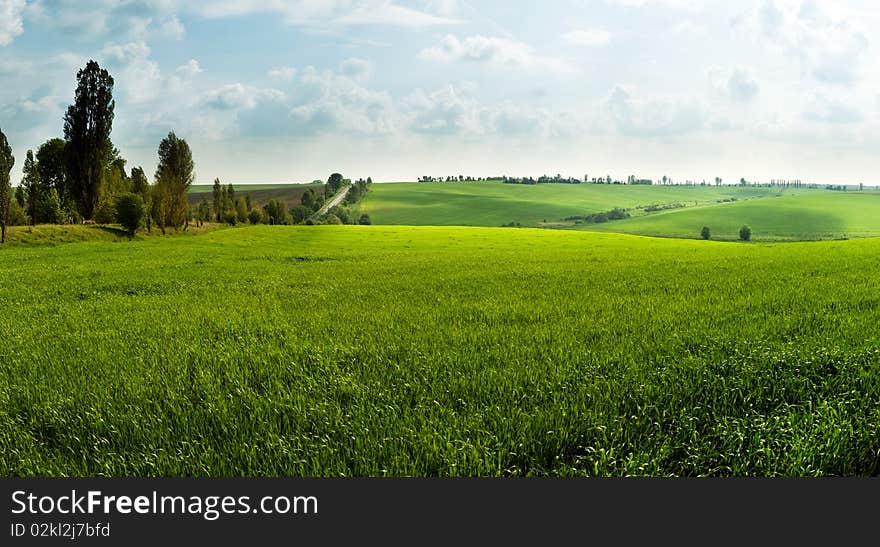 An image of a green summer field and sky. An image of a green summer field and sky