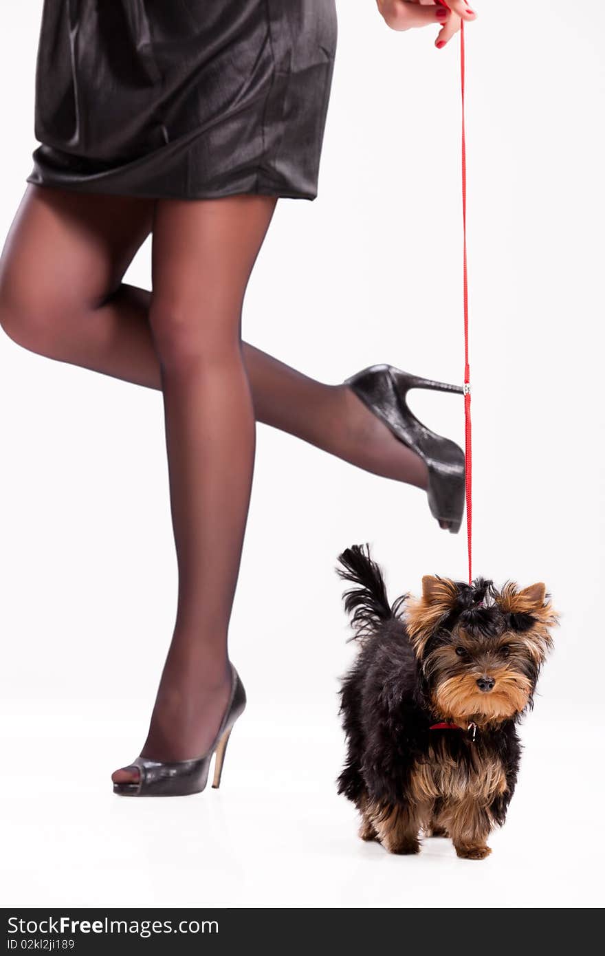 Little Yorkshire terrier and woman's legs