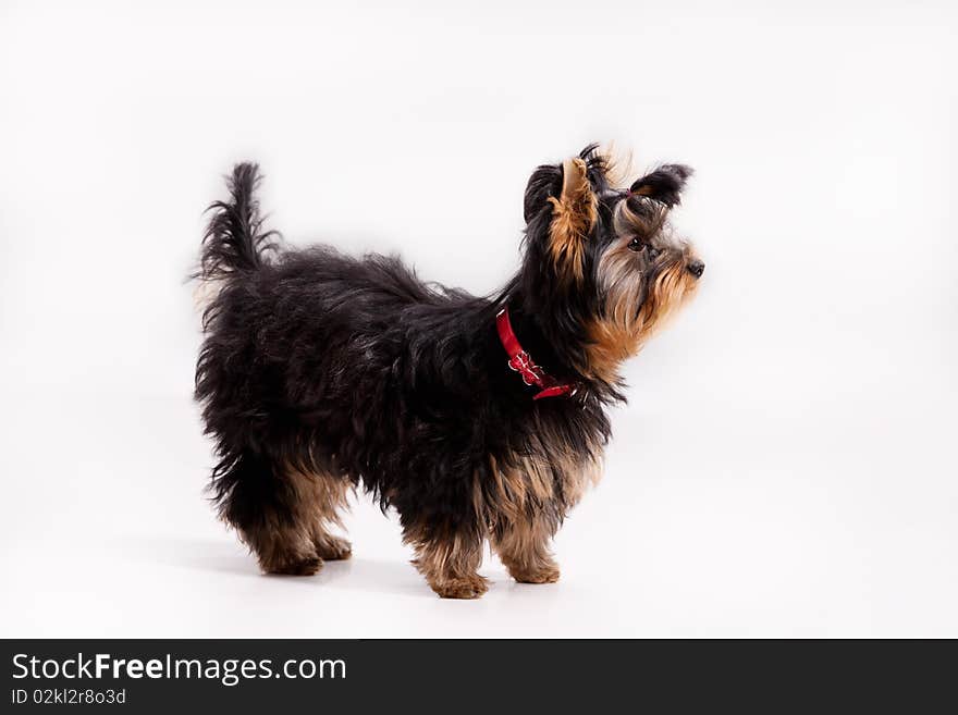 Little Yorkshire terrier on isolated background