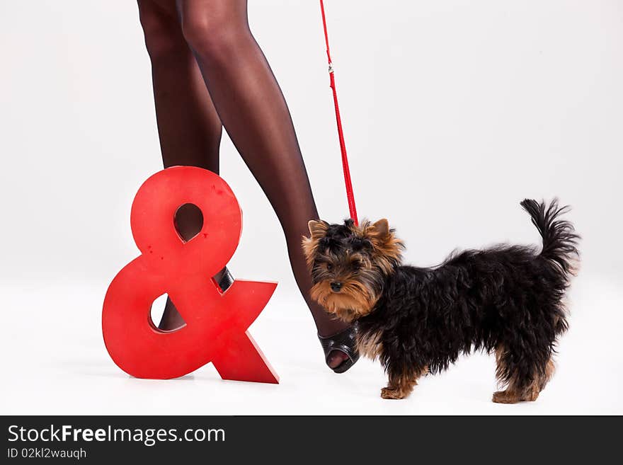 Little Yorkshire terrier and woman's legs