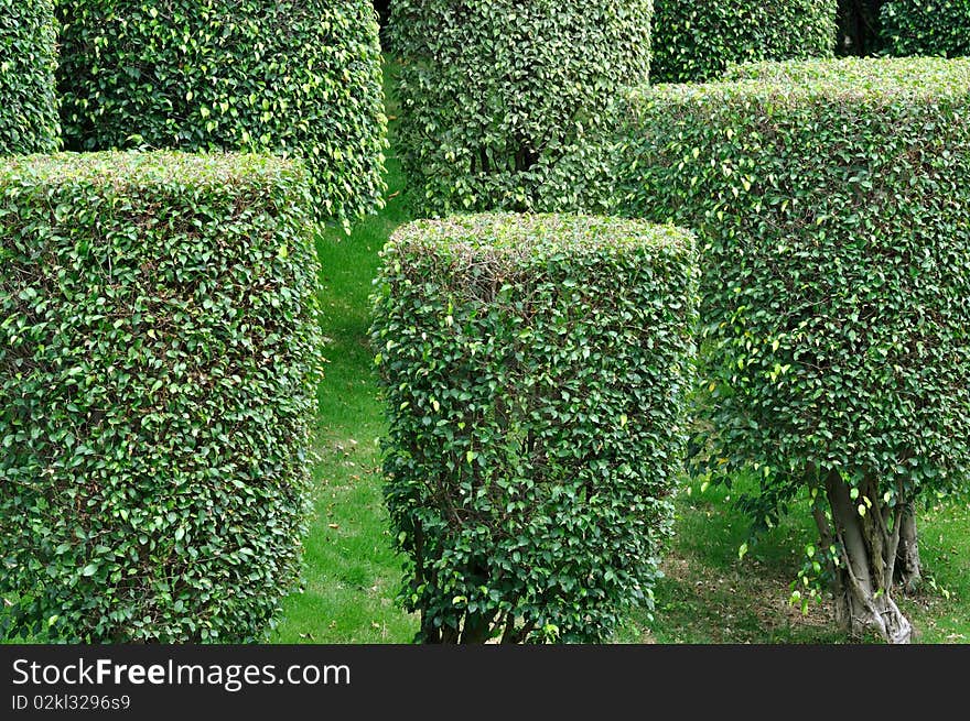 Shaped bushes in garden plant