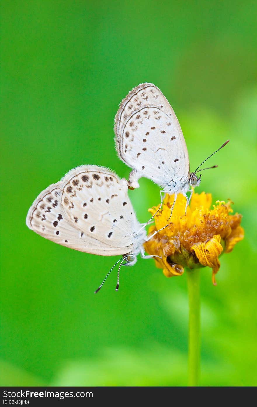 The copulating butterflys on the emarcid chrysanthemum flower.