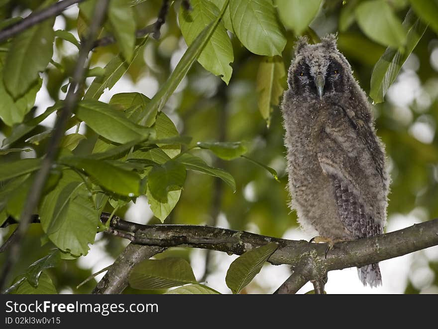 Young Owl