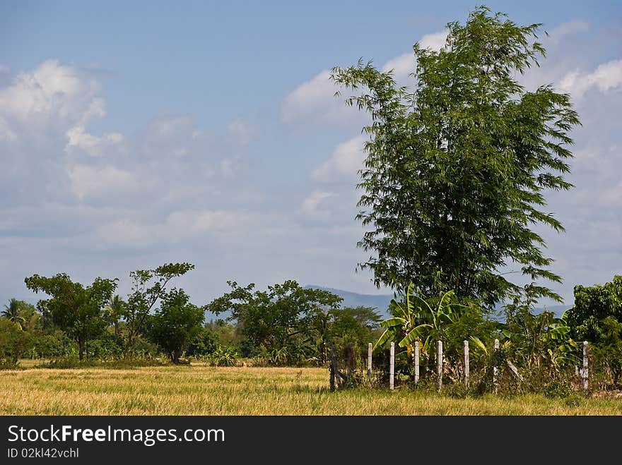 Rural view,north of Thailand