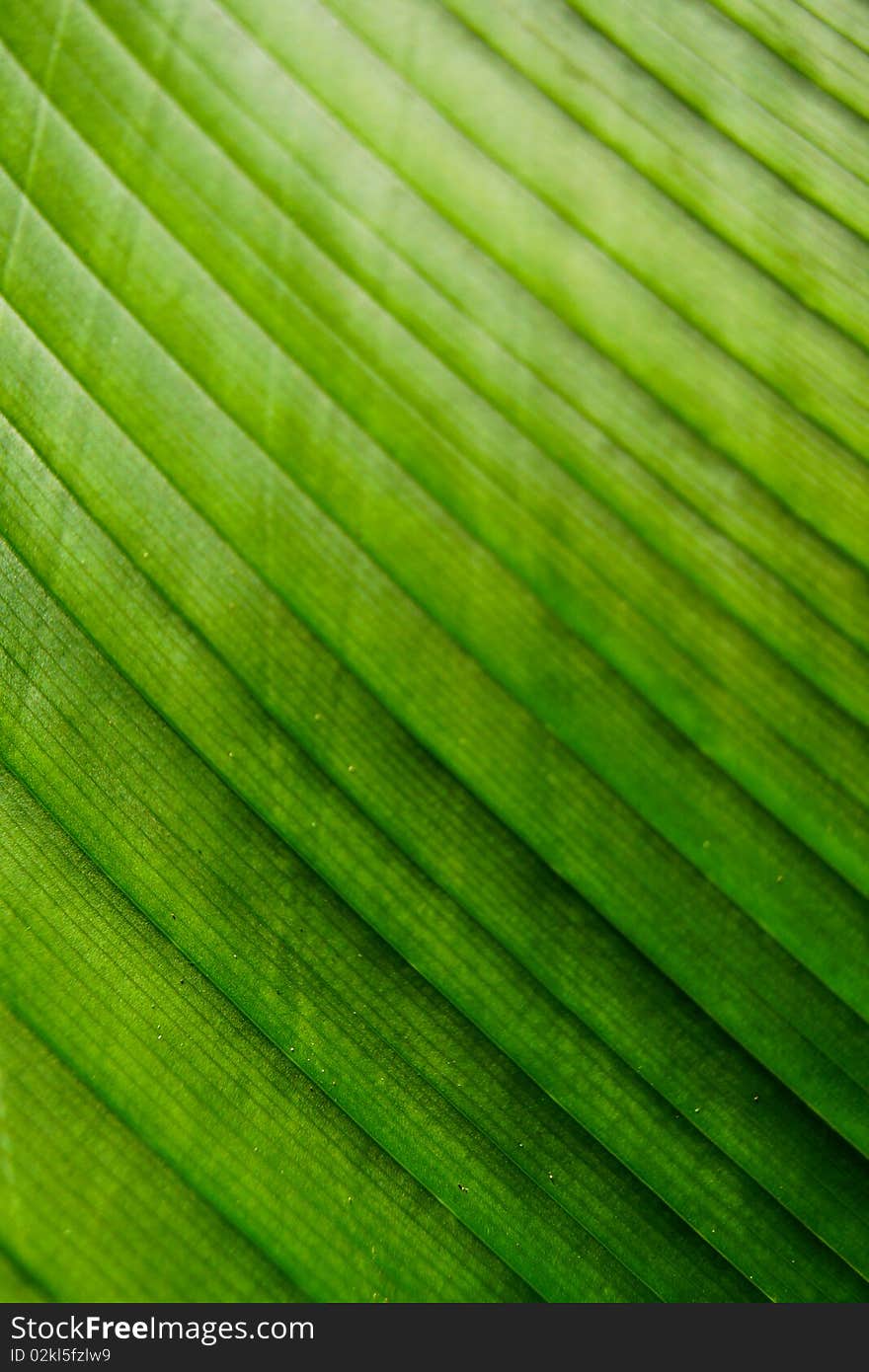 Pattern at leaf, Coffee shop in Thailand