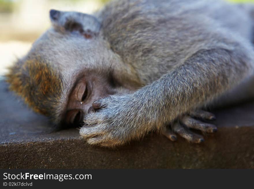 The balinese macaques