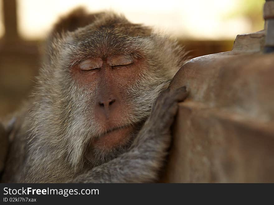 The balinese macaques