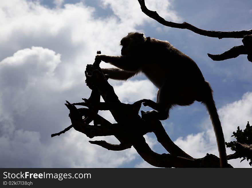 The balinese macaques also known as long-tail macaques (macaca fascicularis). They are very playful and fun. Its the most widespread and successful of all primates.