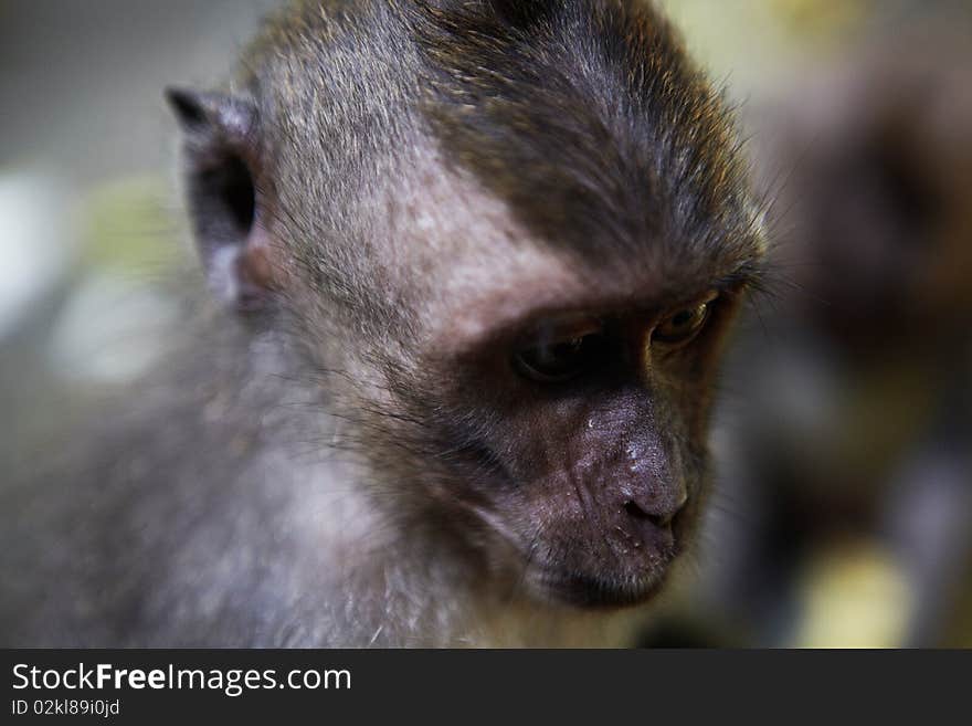 The balinese macaques