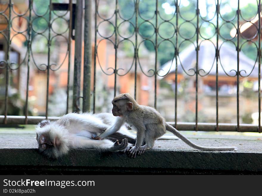 The balinese macaques