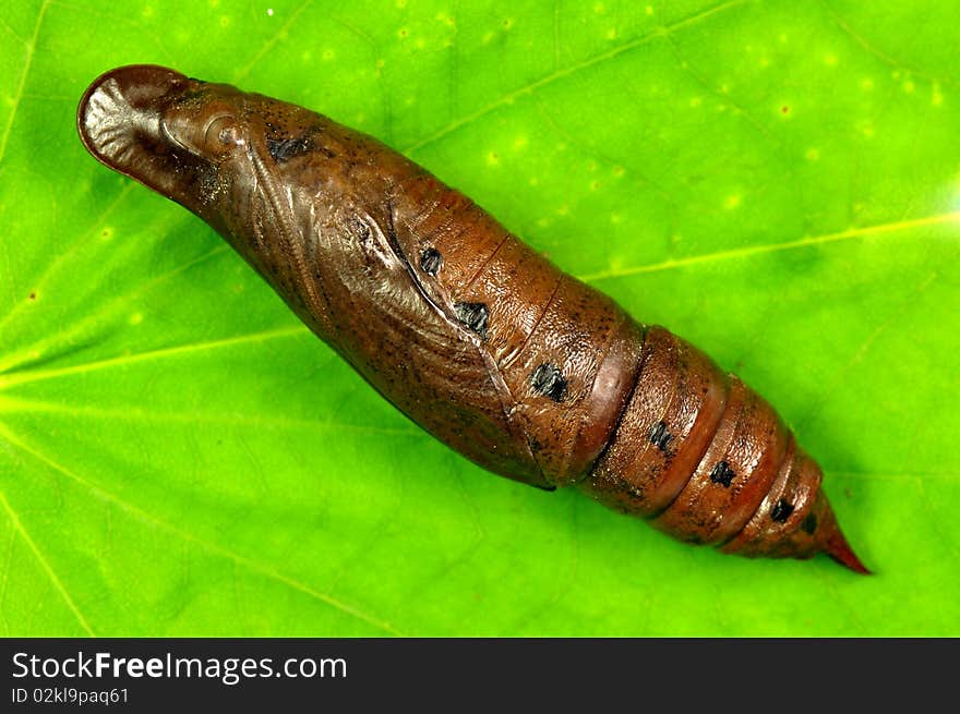 Close up cicada larva on green leaf.