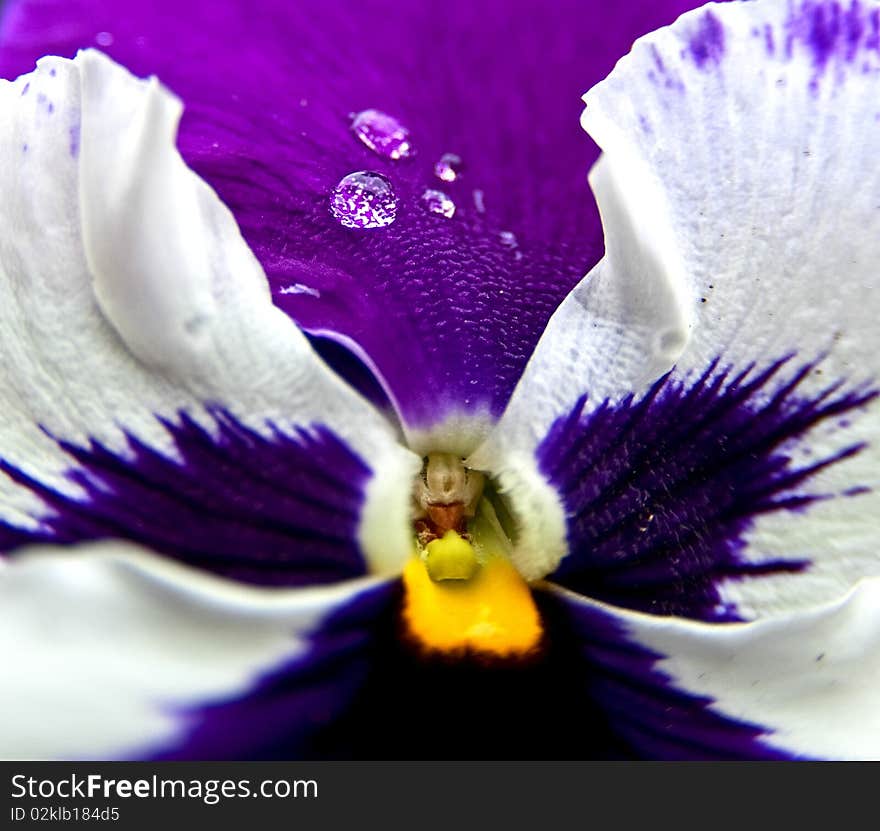 Viola drop violet flower yellow. Viola drop violet flower yellow